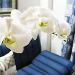 Hotel Bucaneve